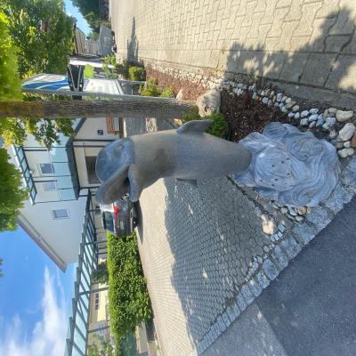 Tsd Delfin Bei Der Einfahrt